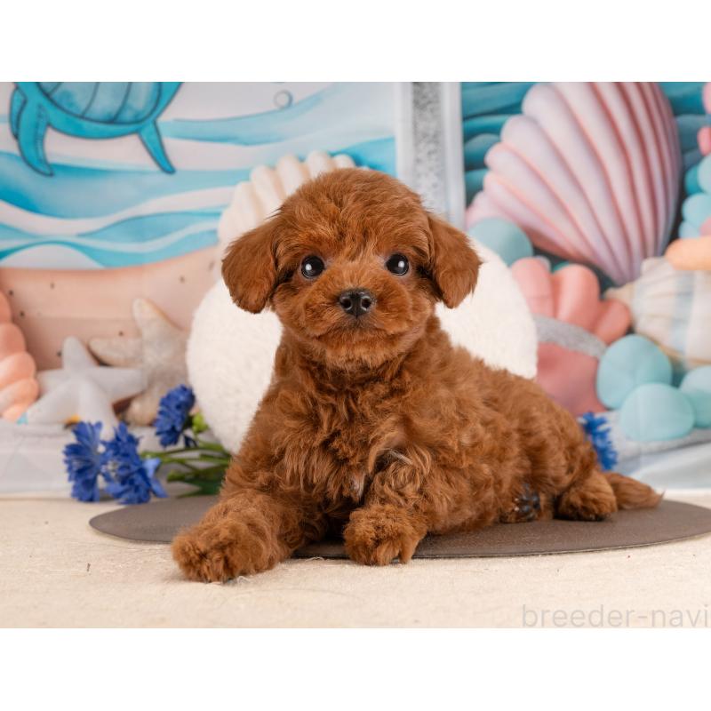 販売中の愛知県のトイプードル-450055の3枚目