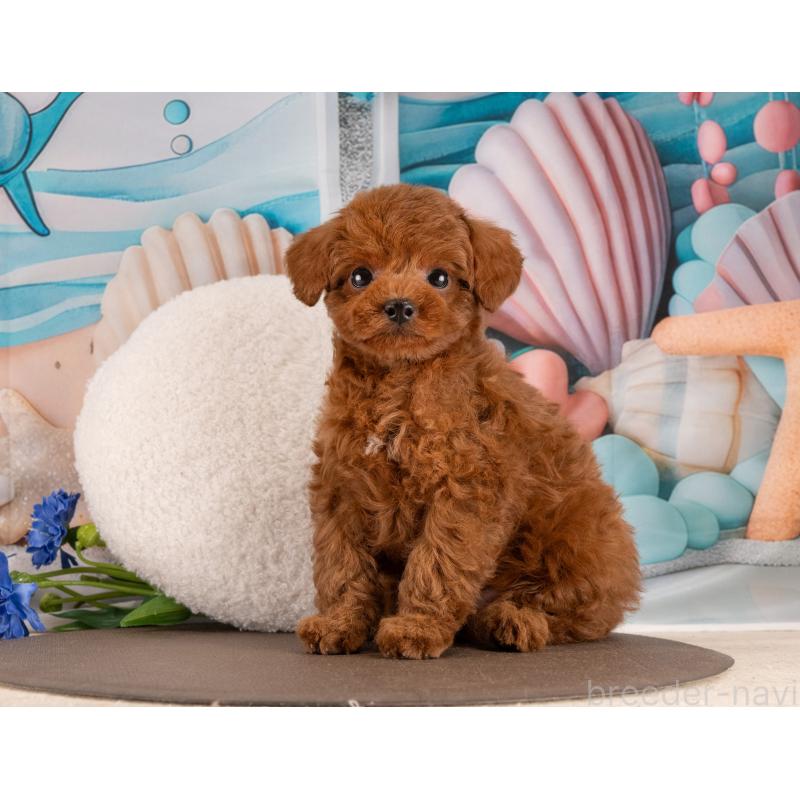 販売中の愛知県のトイプードル-450055の2枚目