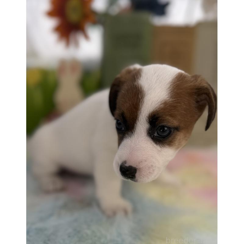 販売中の宮崎県のジャックラッセルテリア-448717の8枚目