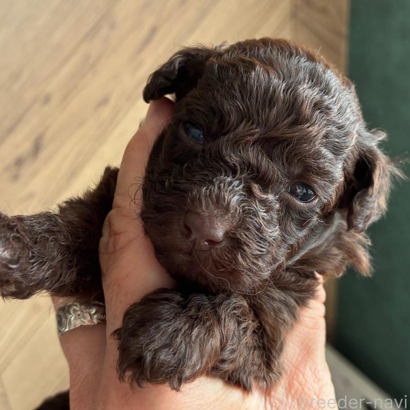 販売中の千葉県のティーカッププードル-423911の4枚目