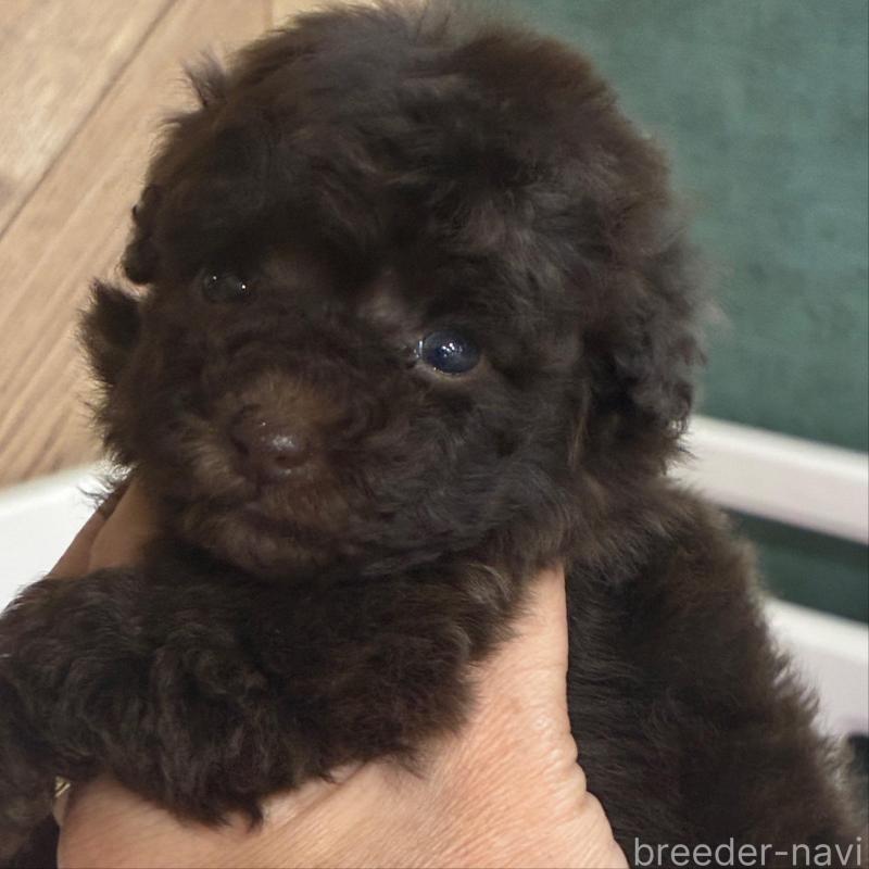 販売中の千葉県のティーカッププードル-423911の3枚目