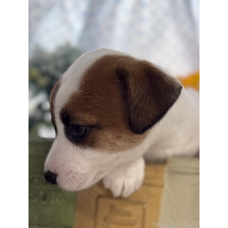 販売中の宮崎県のジャックラッセルテリア-448717の6枚目