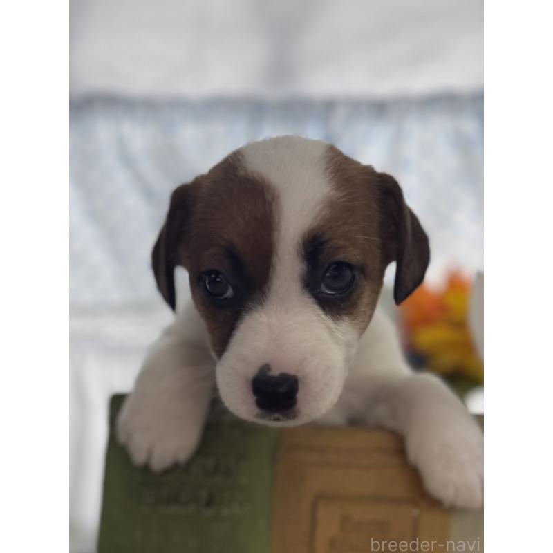 販売中の宮崎県のジャックラッセルテリア-448717の5枚目