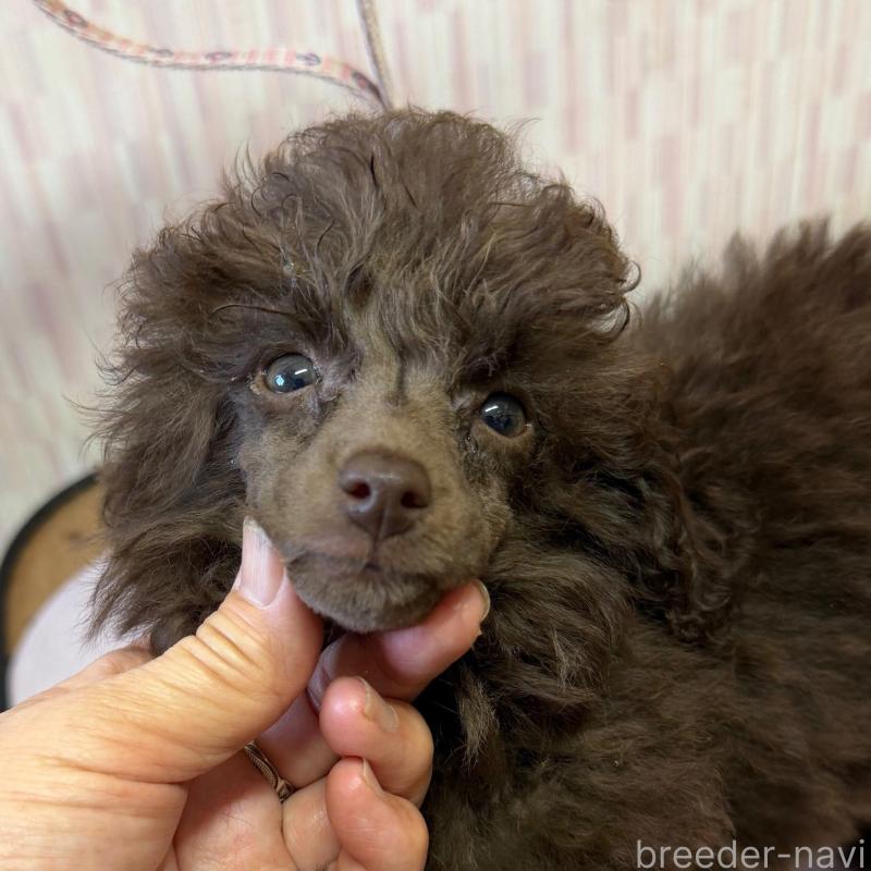 販売中の千葉県のティーカッププードル-423911の1枚目