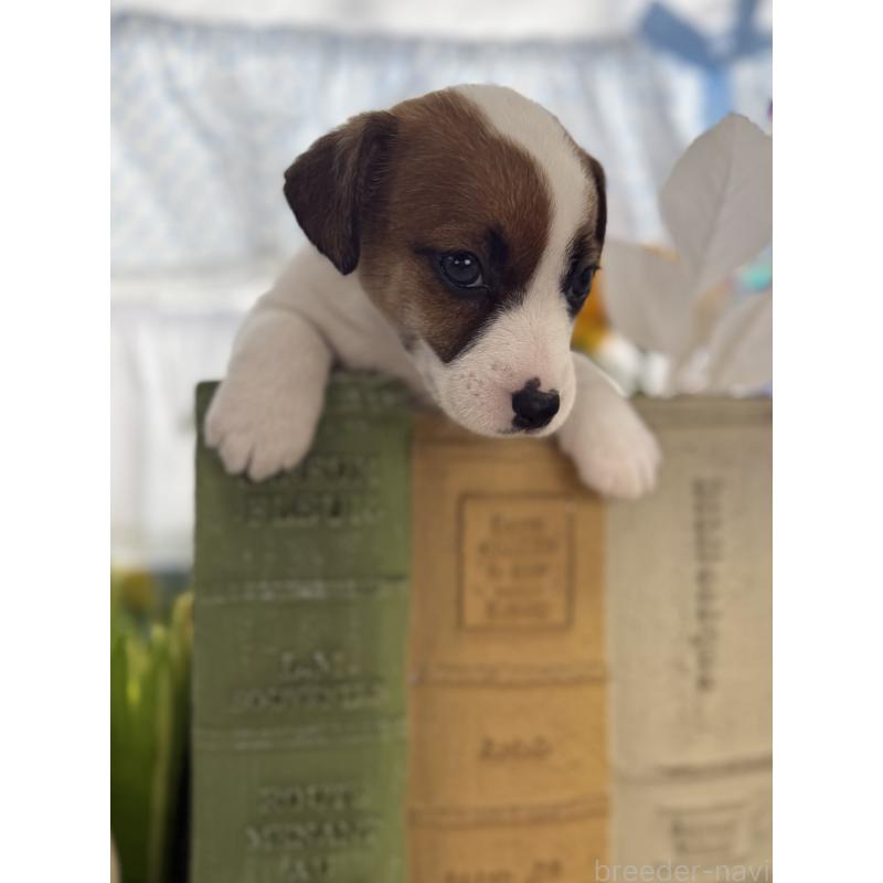 販売中の宮崎県のジャックラッセルテリア-448717の4枚目