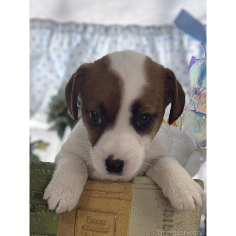 販売中の宮崎県のジャックラッセルテリア-448717の3枚目