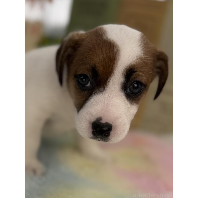 販売中の宮崎県のジャックラッセルテリア-448717の2枚目