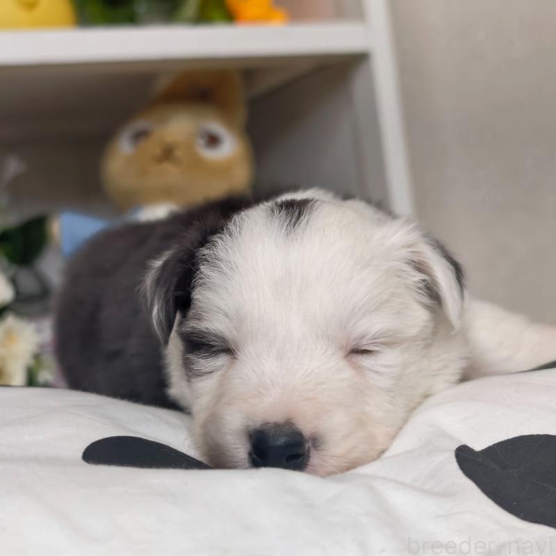 販売中の埼玉県のボーダーコリー-450057の8枚目