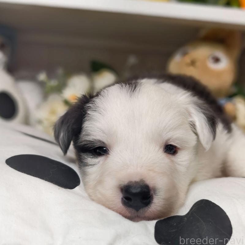 販売中の埼玉県のボーダーコリー-450057の7枚目