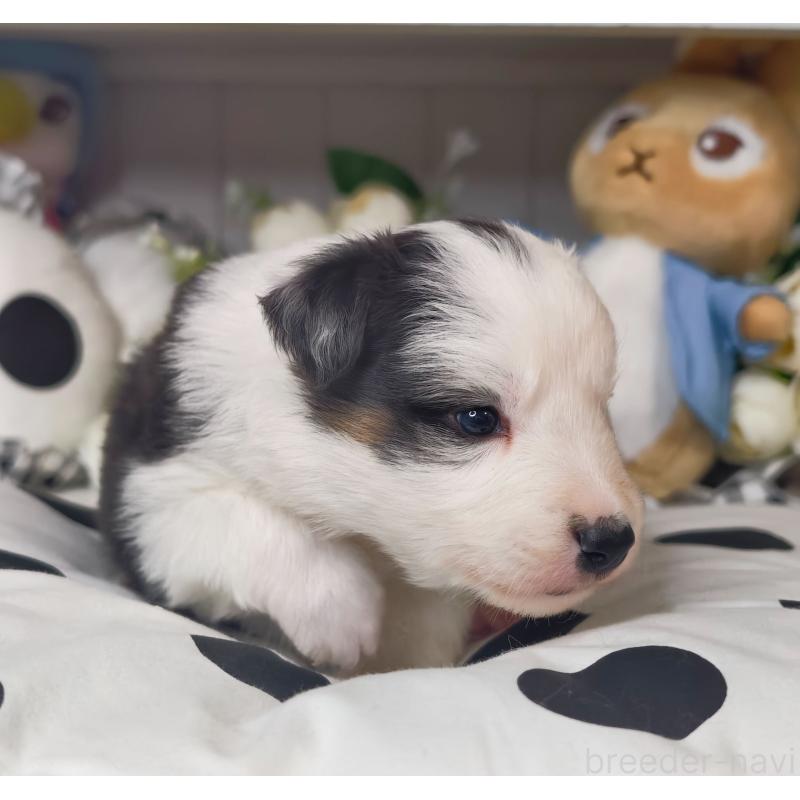 販売中の埼玉県のボーダーコリー-450057の5枚目