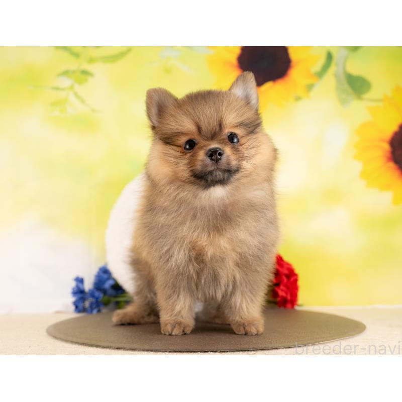 販売中の愛知県のポメラニアン-450058の5枚目