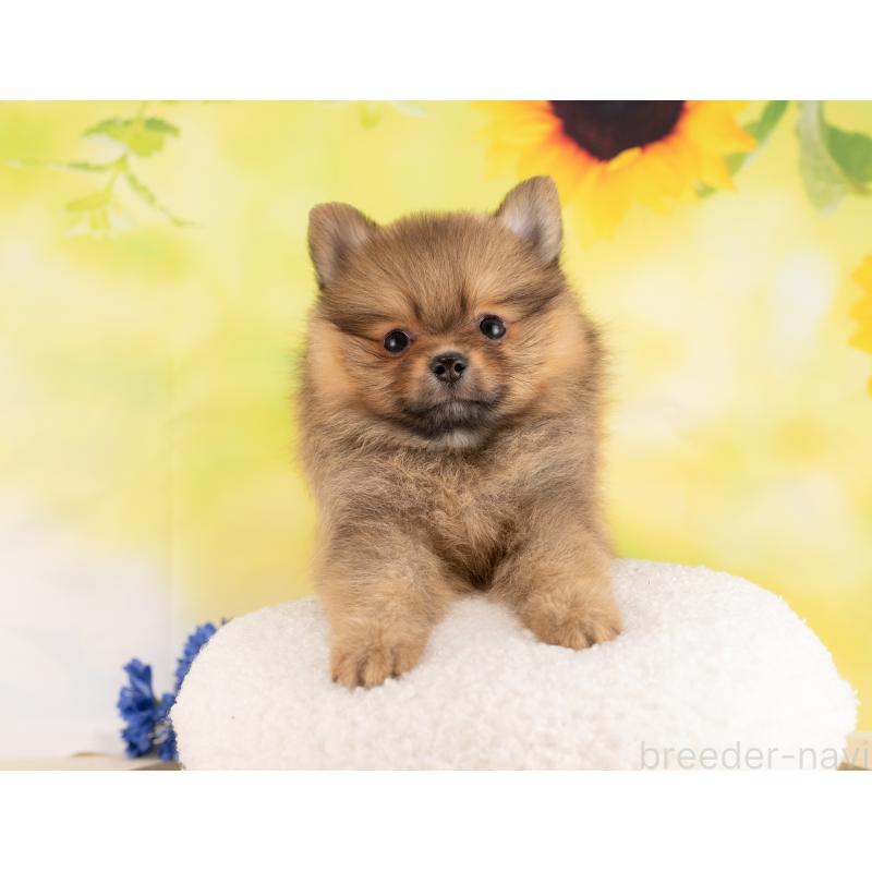 販売中の愛知県のポメラニアン-450058の4枚目