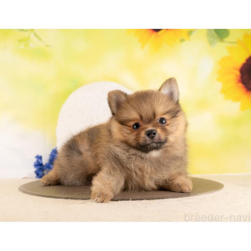 販売中の愛知県のポメラニアン-450058の3枚目