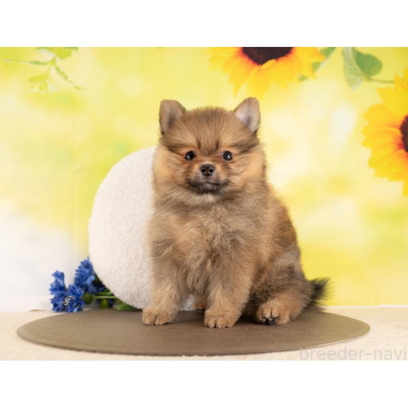 販売中の愛知県のポメラニアン-450058の2枚目