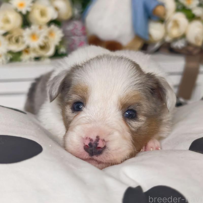 販売中の埼玉県のボーダーコリー-450060