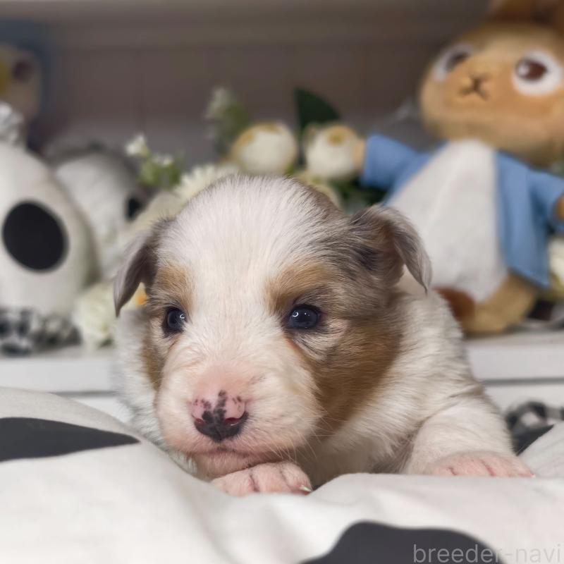 販売中の埼玉県のボーダーコリー-450060の8枚目