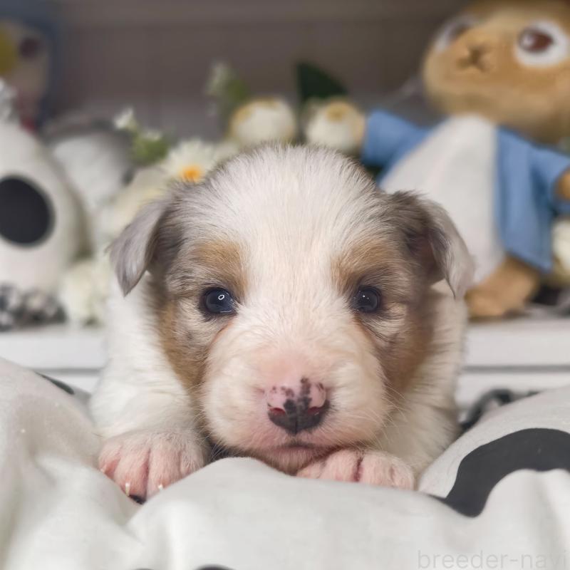 販売中の埼玉県のボーダーコリー-450060の7枚目