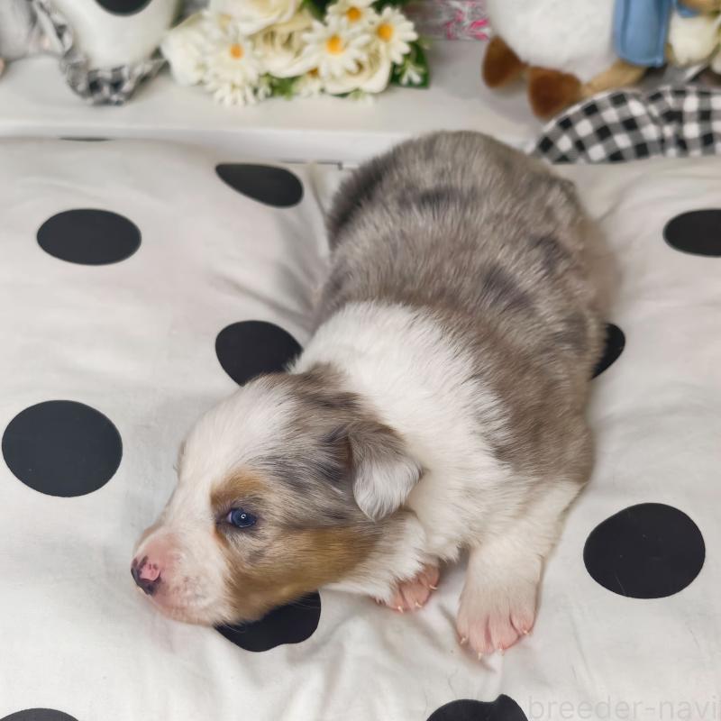 販売中の埼玉県のボーダーコリー-450060の6枚目