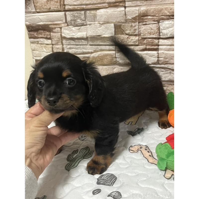 販売中の神奈川県のチワックス:チワワ×ミニチュアダックスフンド-450059の2枚目