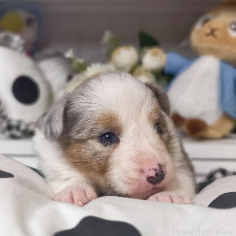 販売中の埼玉県のボーダーコリー-450060の5枚目