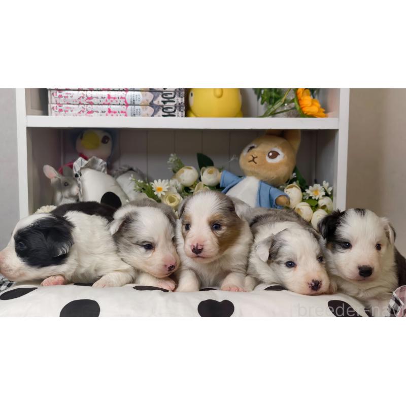 販売中の埼玉県のボーダーコリー-450060の2枚目