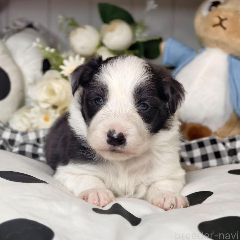 販売中の埼玉県のボーダーコリー-450062の9枚目