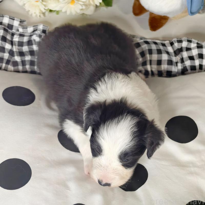 販売中の埼玉県のボーダーコリー-450062の8枚目