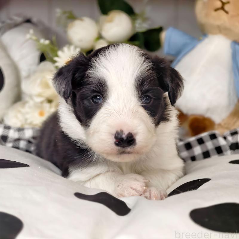 販売中の埼玉県のボーダーコリー-450062の7枚目