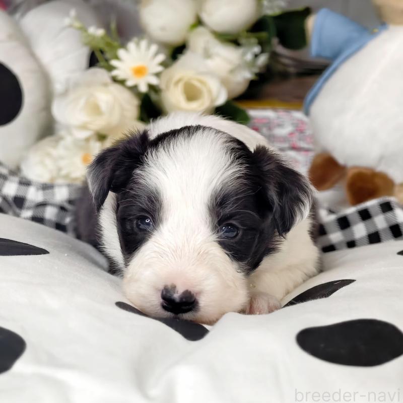 販売中の埼玉県のボーダーコリー-450062の6枚目