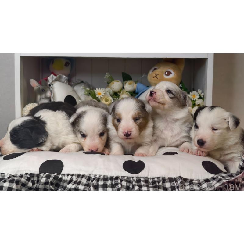 販売中の埼玉県のボーダーコリー-450062の5枚目