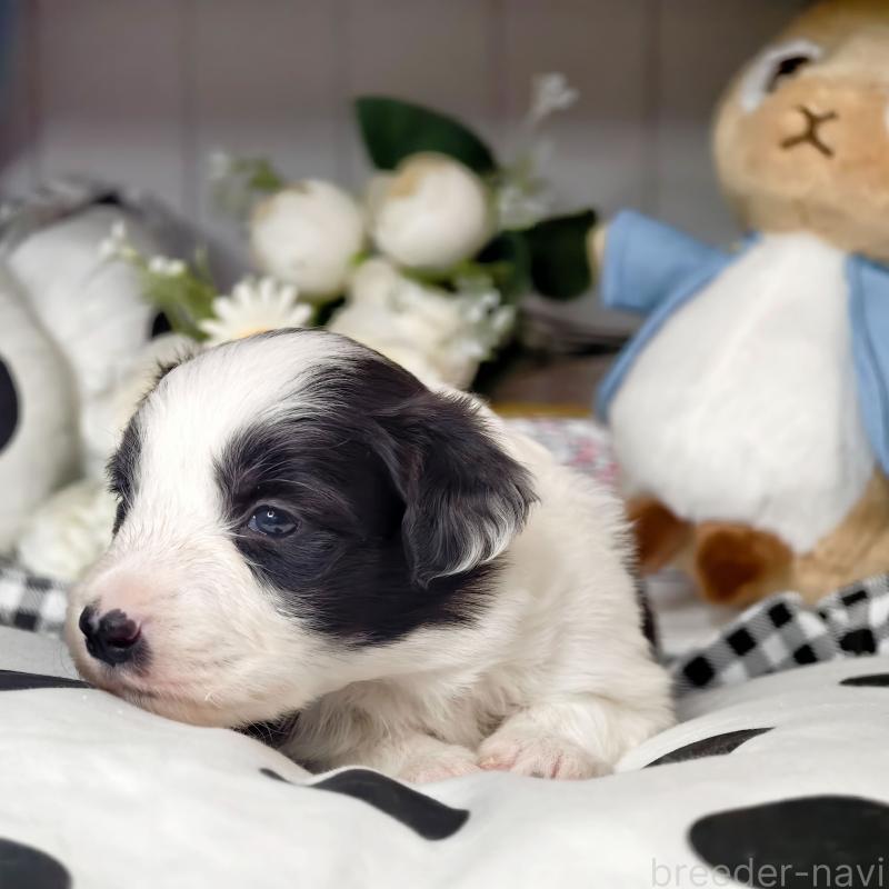 販売中の埼玉県のボーダーコリー-450062の3枚目