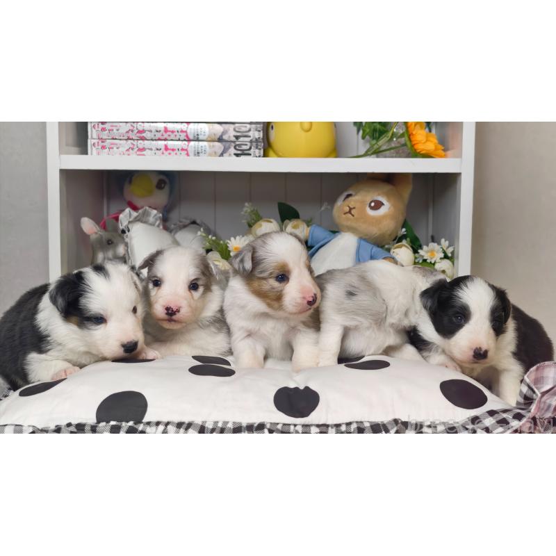 販売中の埼玉県のボーダーコリー-450062の2枚目