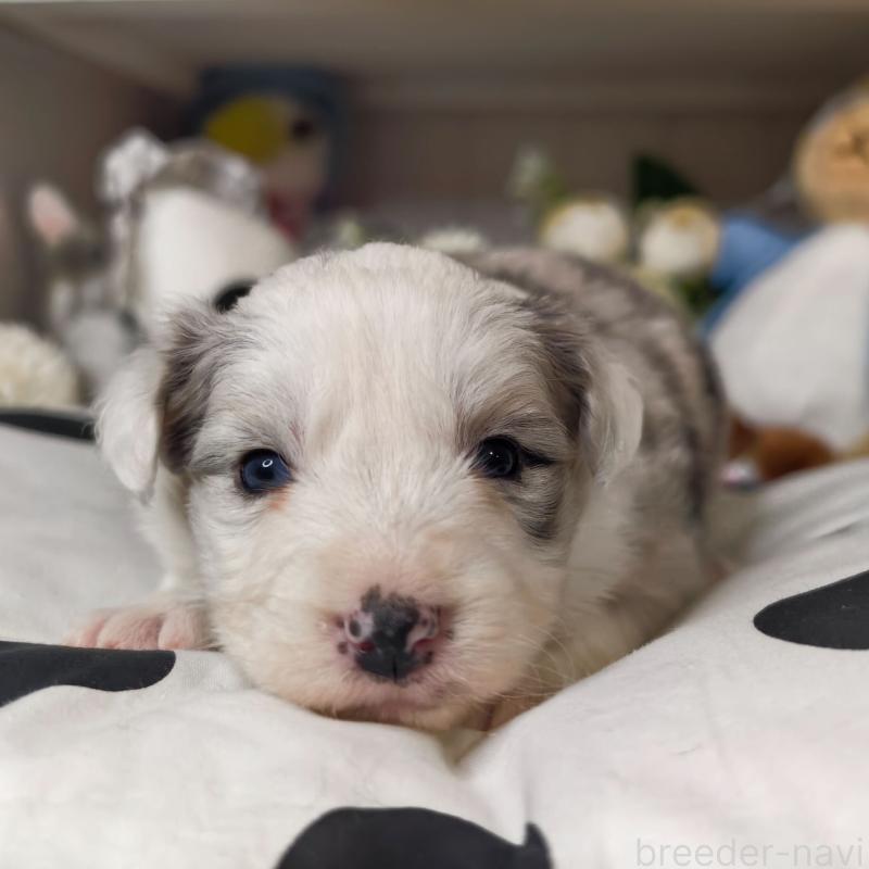 販売中の埼玉県のボーダーコリー-450063