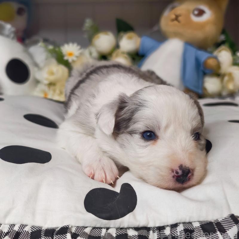 販売中の埼玉県のボーダーコリー-450063の7枚目