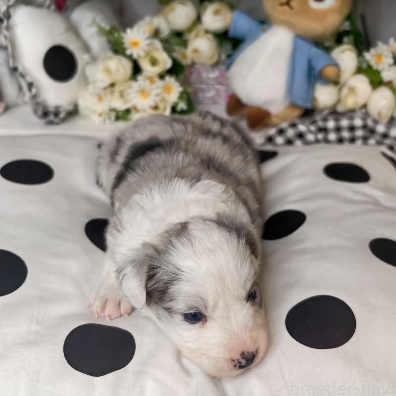 販売中の埼玉県のボーダーコリー-450063の6枚目