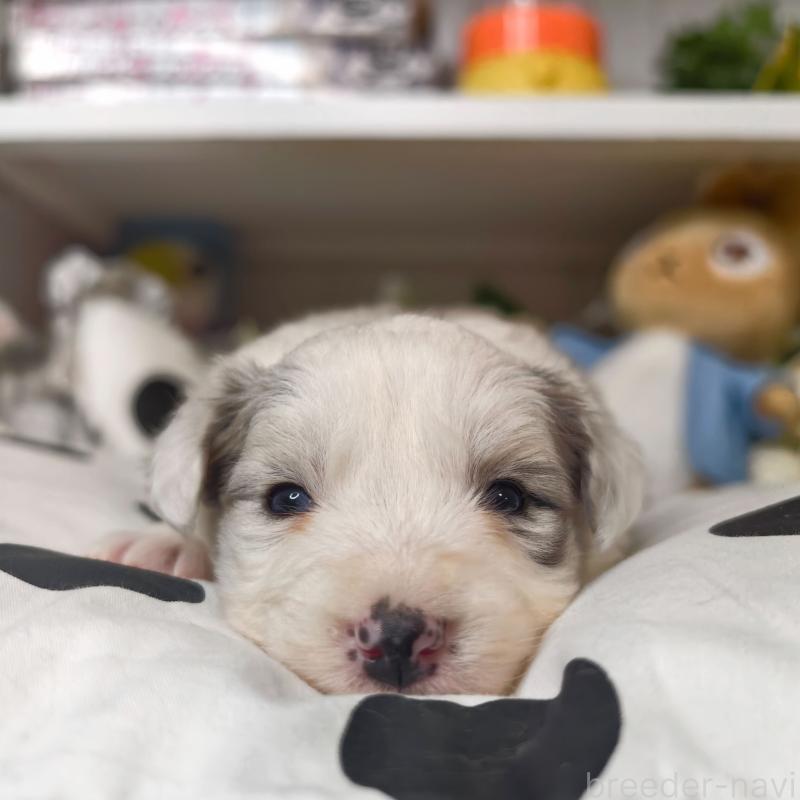 販売中の埼玉県のボーダーコリー-450063の5枚目