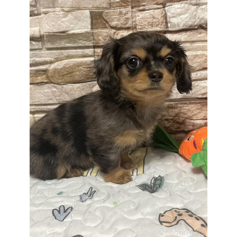 販売中の神奈川県のチワックス:チワワ×ミニチュアダックスフンド-450066の4枚目