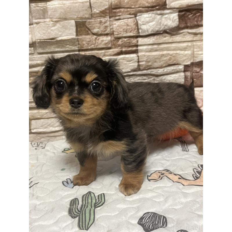 販売中の神奈川県のチワックス:チワワ×ミニチュアダックスフンド-450066の3枚目