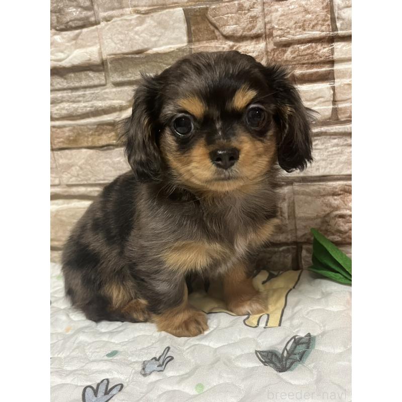 販売中の神奈川県のチワックス:チワワ×ミニチュアダックスフンド-450066の1枚目