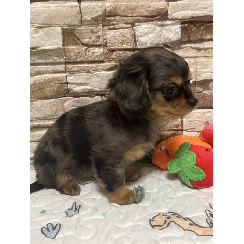 販売中の神奈川県のチワックス:チワワ×ミニチュアダックスフンド-450066の2枚目