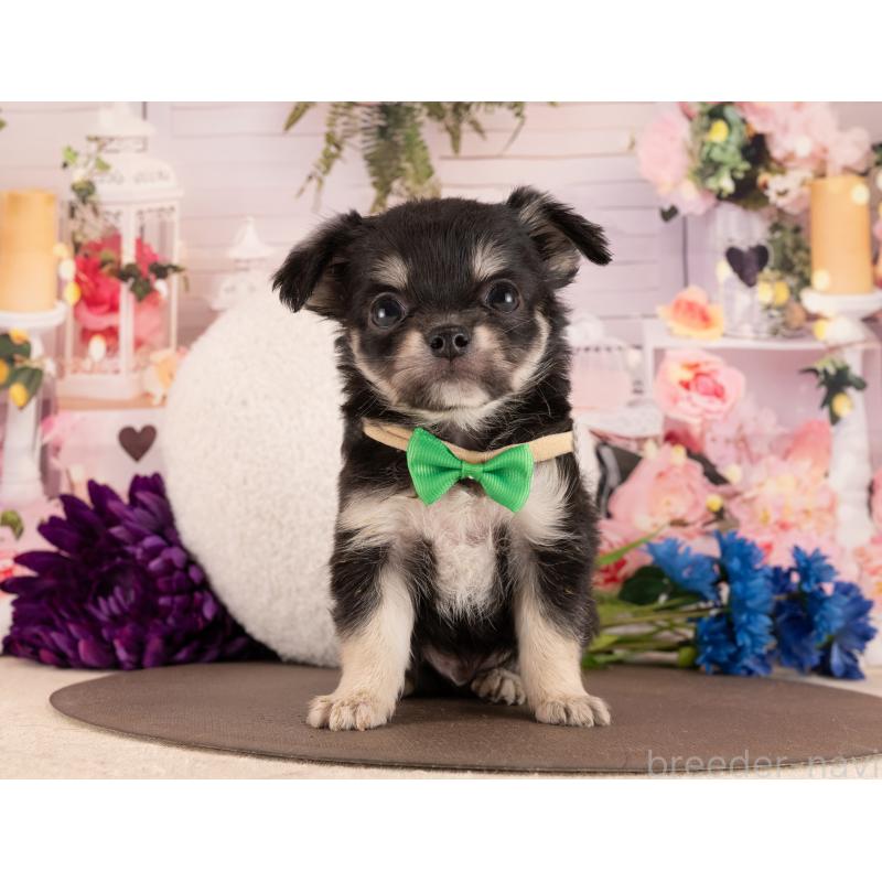 販売中の愛知県のチワワ(ロングコート)-450067の5枚目