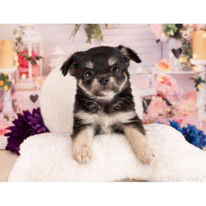 販売中の愛知県のチワワ(ロングコート)-450067の4枚目