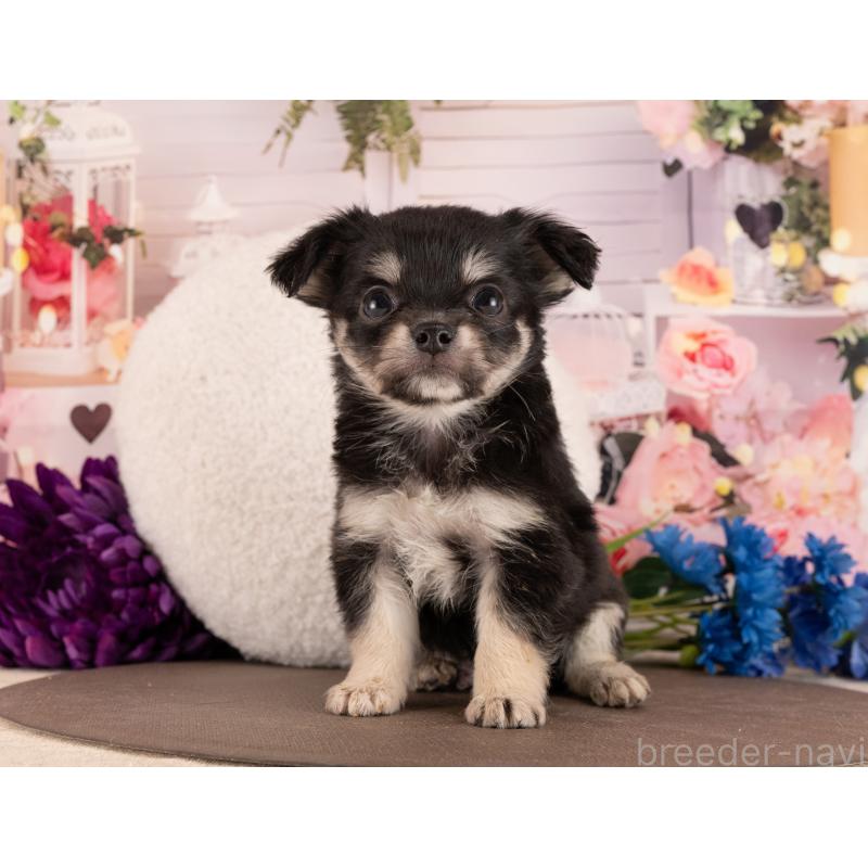 販売中の愛知県のチワワ(ロングコート)-450067の3枚目