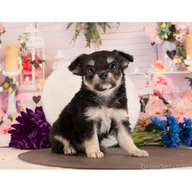 販売中の愛知県のチワワ(ロングコート)-450067の2枚目