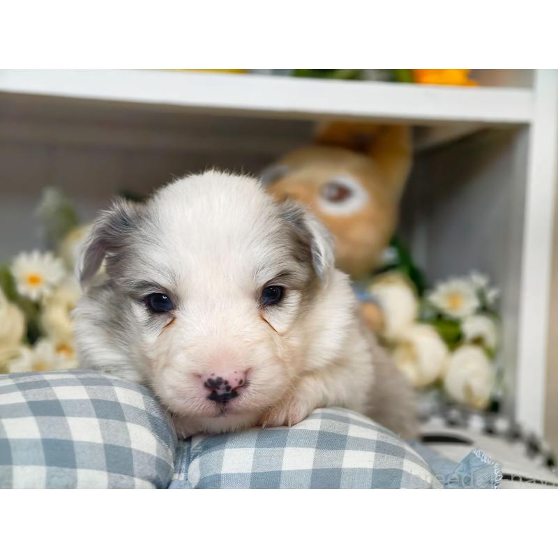 販売中の埼玉県のボーダーコリー-450065の5枚目