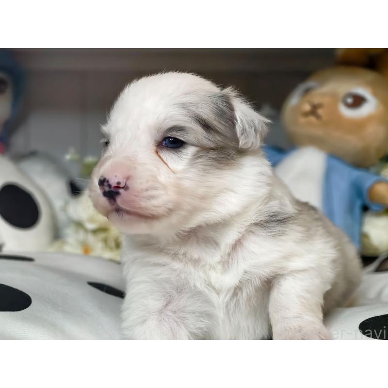 販売中の埼玉県のボーダーコリー-450065の4枚目