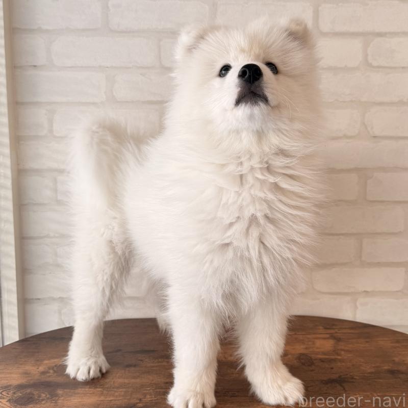 販売中の大阪府のサモエド-450071の10枚目