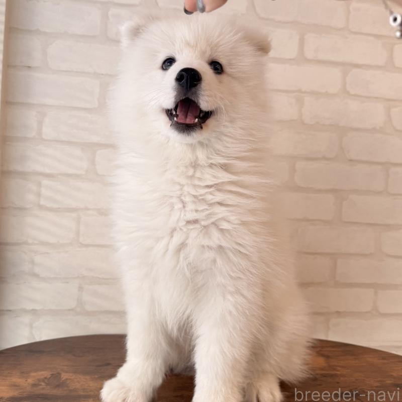 販売中の大阪府のサモエド-450071の1枚目