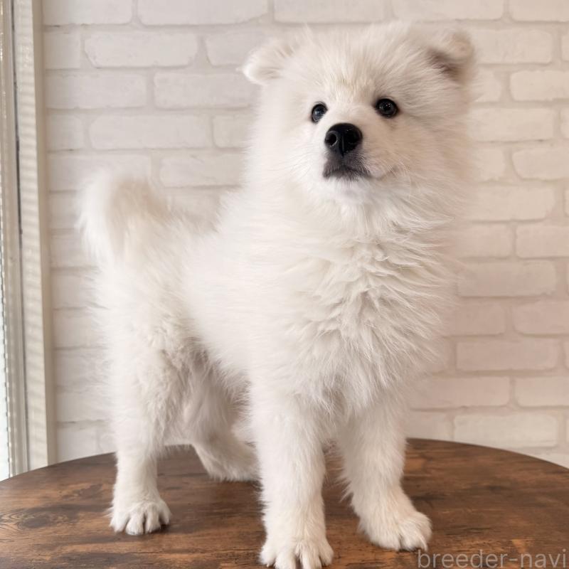 販売中の大阪府のサモエド-450071の9枚目