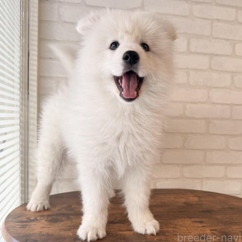 販売中の大阪府のサモエド-450071の8枚目